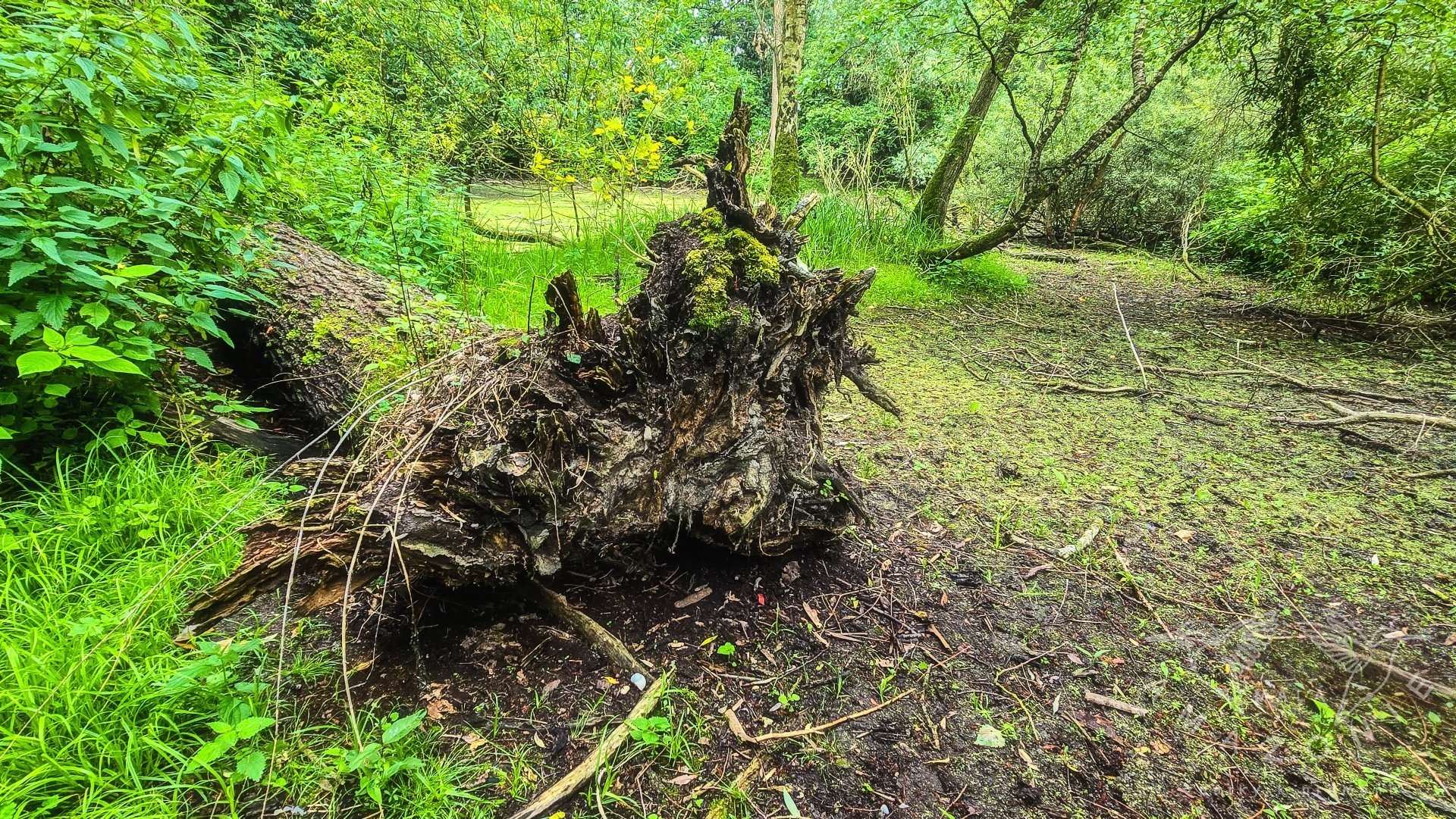 Zákoutí Malé Amazonie (foto  Romana Červinková)